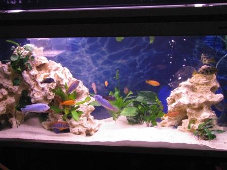 120er_barschaquarium26