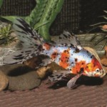 SHUBUNKIN 4-6 CM