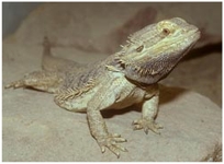 Bartagame Pogona vitticeps