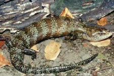 Blauzungenskink