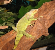 l3/Iguana Iguana