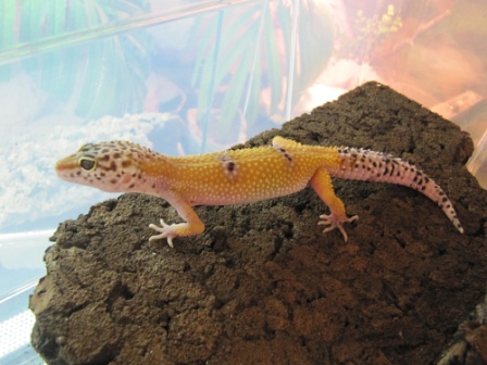 Leopardgecko