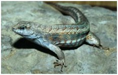 Maskenleguan